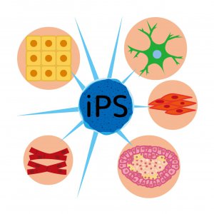 iPS-cell